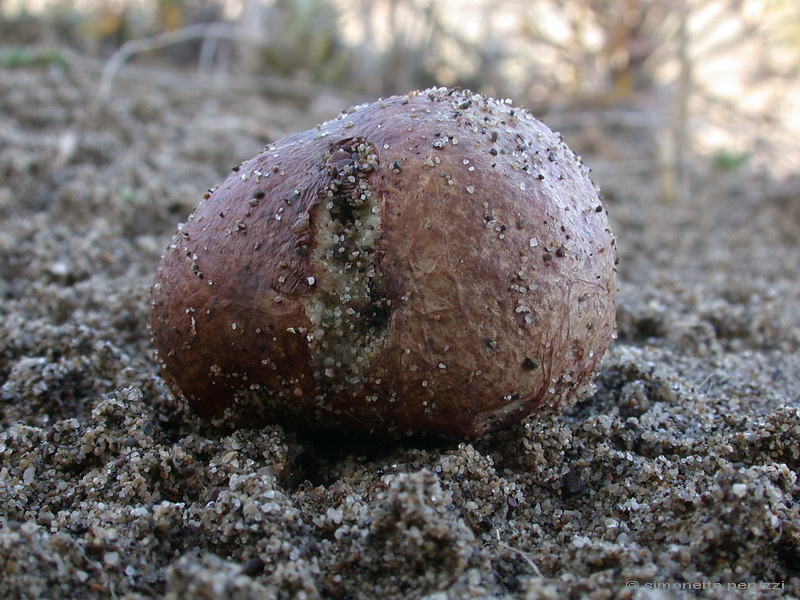 Funghi delle dune e retrodune...